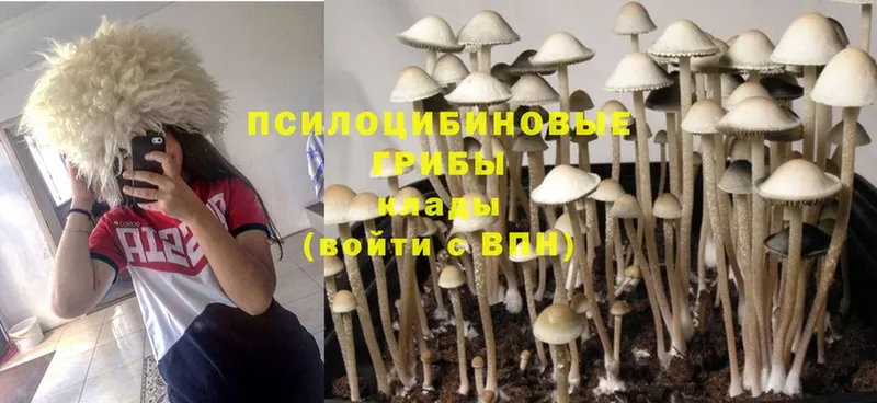 как найти наркотики  Красноуфимск  Галлюциногенные грибы Cubensis 